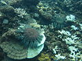 Image 45Crown-of-thorns starfish and eaten coral off the coast of Cooktown, Queensland (from Environmental threats to the Great Barrier Reef)