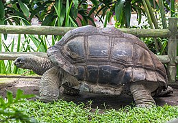 Aldabra-Riesenschildkröte (Aldabrachelys gigantea)