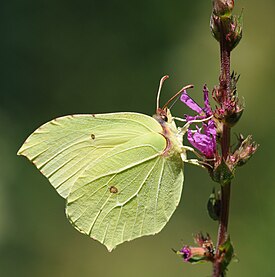 Крушинница (Gonepteryx rhamni)