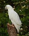 Leucistic red-tailed hawk