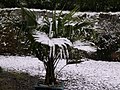 Tree after a light fall of snow (Northern Ireland, UK)