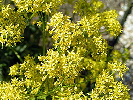 A festő csülleng (Isatis tinctoria) virágai