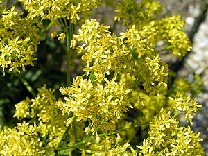 Il guado (Isatis tinctoria) era la principale fonte di colorante blu in Europa dall'antichità fino all'arrivo dell'indaco dall'Asia e dall'America. Una volta trattato, se ne ricavava una pasta - chiamata pastello.