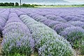 Lavender Lavandula angustifolia