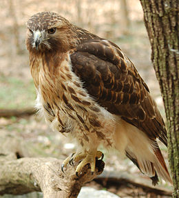 Raudonuodegis suopis (Buteo jamaicensis)