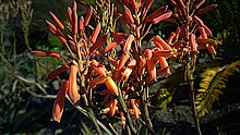 Aloe mubendiensis. No common name, the species name refers to the Mubende District in Uganda.