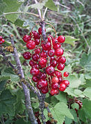 Groseilles rouges