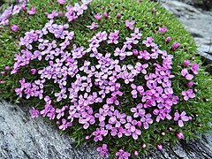 Silene acaulis (Vanoise, France).