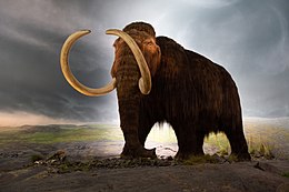 Gyapjas mamut (Mammuthus primigenius)