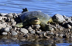 Rafetus euphraticus