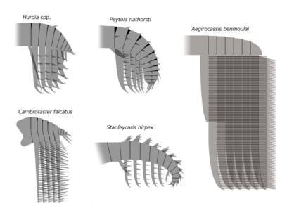 Frontal appendages of Hurdiidae