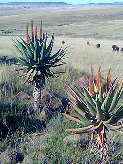 Landscape in Thembuland near Ngcobo