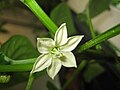 Quadrato d'Asti Giallo bell pepper flower