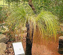 Xanthorrhoea johnsonii