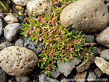 Vesikas (Crassula aquatica)