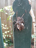 Australian sparassid egg sac hatching