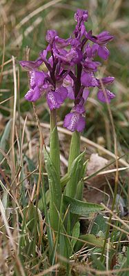 Anacamptis morio