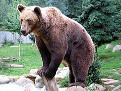 Pruunkaru (Ursus arctos)