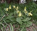 Cyp. calceolus var. flavum