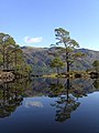 Image 10Eilean Ruairidh Mòr, one of many forested islands in Loch Maree Credit: Jerry Sharp