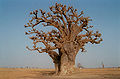 Un maestoso Baobab spezza la monotonia del deserto senegalese