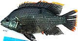 Oreochromis variabilis, a threatened species of the Lake Victoria basin