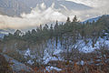 Diverse flora of Pangolakha Wildlife Sanctuary, Pakyong District, Sikkim