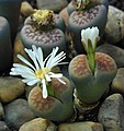 Fioritura di Lithops, un'insolita pianta succulenta.