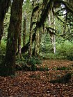 Auró de fulla gran, Hoh Rainforest