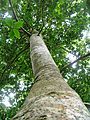 The clean, straight trunk of a young Stinkwood.