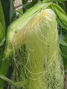 Majs (Zea mays). Den hunlige blomsterstand under udvikling af kerner.