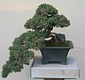 Bonsai di Juniperus procumbens