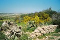 Comino-Vegetation