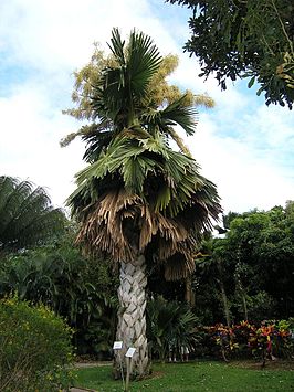 Parasolwaaierpalm