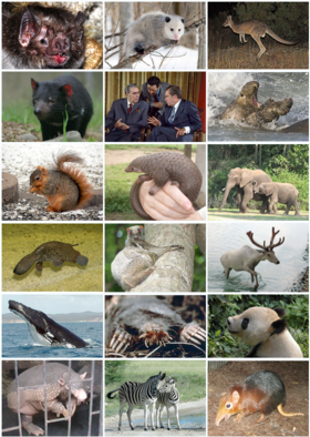 Diversidade dos mamíferos