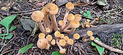 Põhja-külmaseen Armillaria borealis