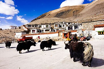 A view of the modest Rongbuk Monastery with yaks in the foreground[14]