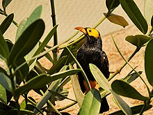 a bird in a monsoon