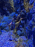 Weedy seadragon