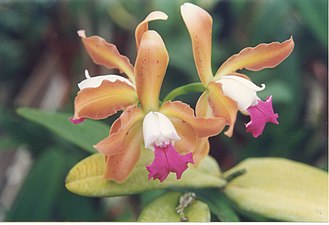 Cattleya Hawaiian Variable 'Prasan'