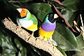 White-breasted yellow-headed Gouldian finch (left) and black-headed male Gouldian finches