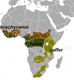 Distribución de las subespecies de S. caffer