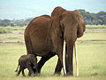 Loxodonta africana