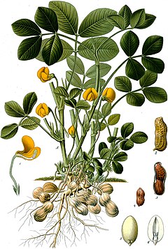 ኦቾሎኒ (Arachis hypogea)