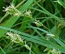Groene bermzegge (Carex divulsa)