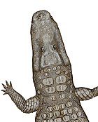 Crocodylus thorbjarnarsoni