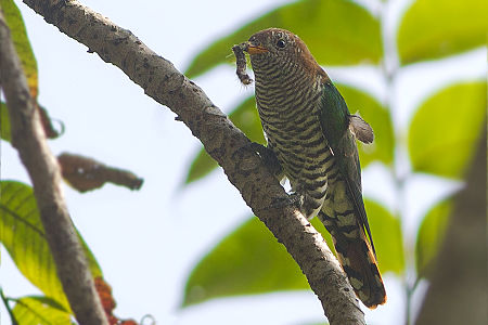 Asian Emerald Cuckoo (Chrysococcyx maculatus)