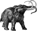 Mammuthus primigenius