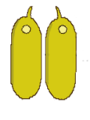 Poricidal dehiscence of a pair of anthers