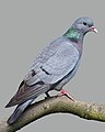 Calman-dubh (Columba oenas)